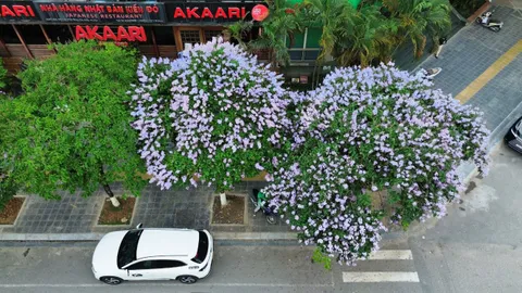 Xao xuyến hình ảnh bằng lăng nhuộm tím những con phố Hà Nội