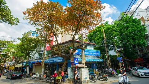 Hà Nội chuyển sắc trong mùa cây lá đỏ