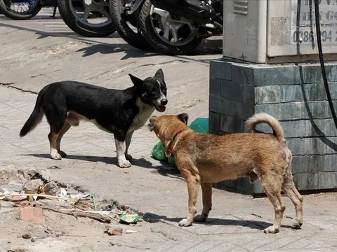 Cả nước mỗi năm có nửa triệu người bị chó cắn, chi hơn 2.000 tỷ đồng điều trị dự phòng