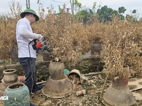 Người nông dân khóc ròng chặt bỏ vườn đào, quất tiền tỷ bị "xoá sổ" sau bão lũ