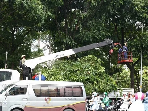 TP. HCM: Hàng cây trơ trụi và các biện pháp hạn chế sự cố gãy nhánh, bật gốc vẫn gây tranh cãi