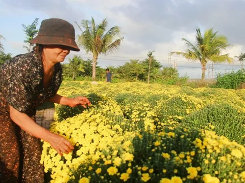 Nhiều nhà vườn lo lắng vì Tết cận kề mà hoa vẫn ế